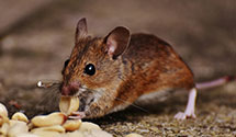 24 Hour & Emergency Exterminators in Lewisville, NC